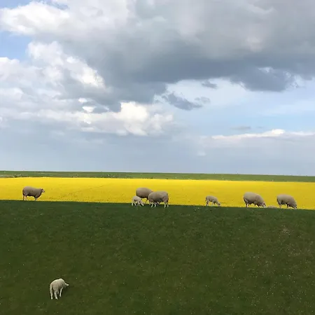 Tief 10 Strandkieker Meerblick 1102 シリヒ